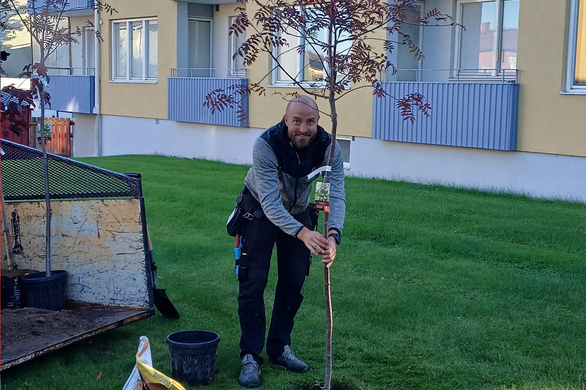 Planterar träd